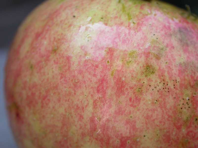 Fruit spots and rot